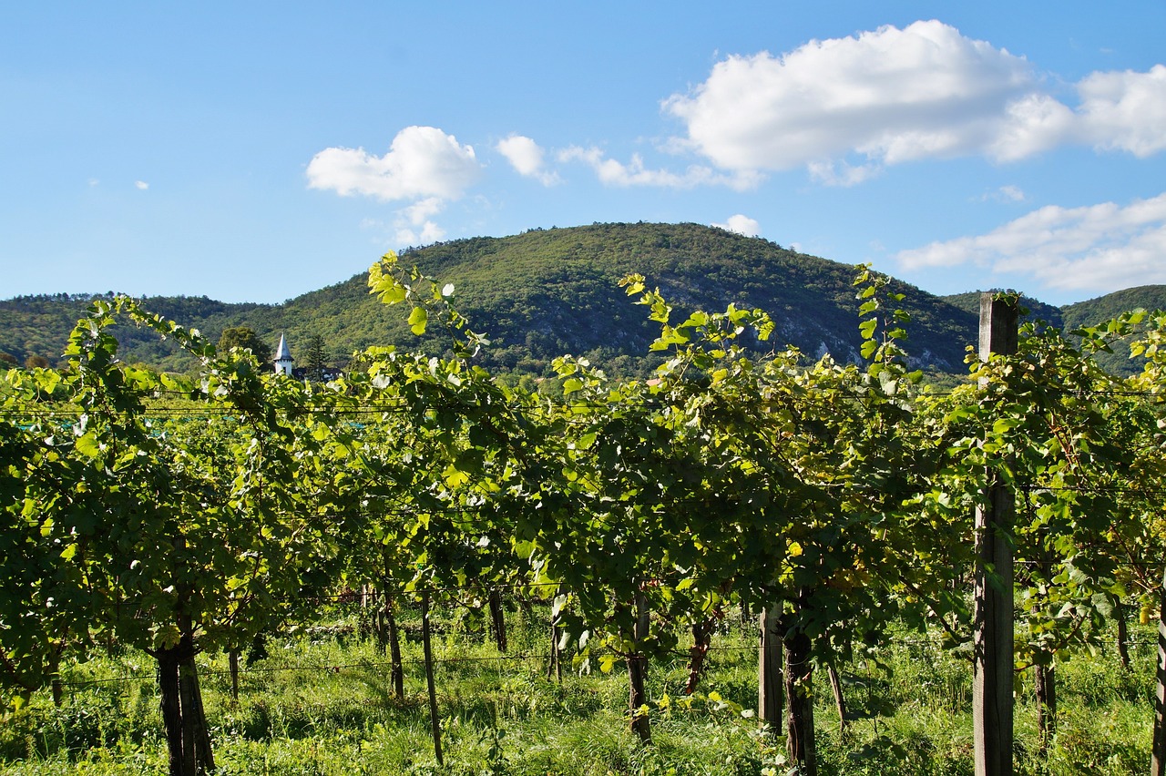 How to Grow Grapes in Your Backyard